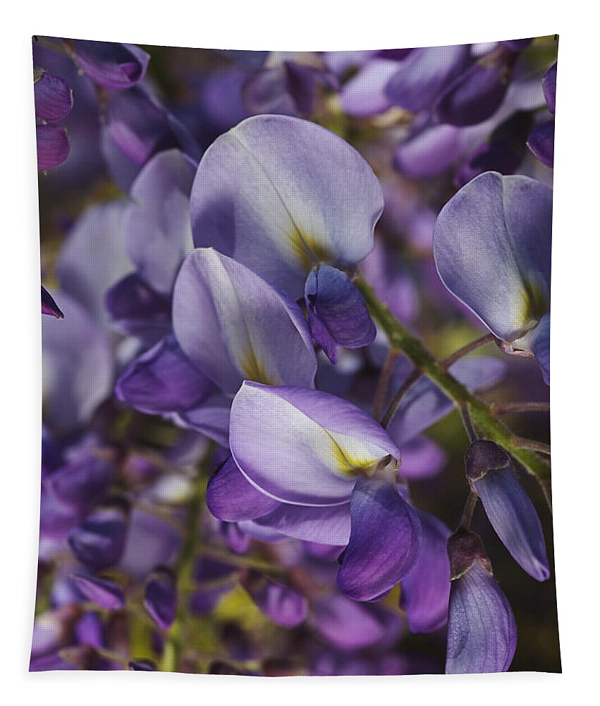 Acanthaceae Tapestry featuring the photograph Wisteria Grace by Joy Watson