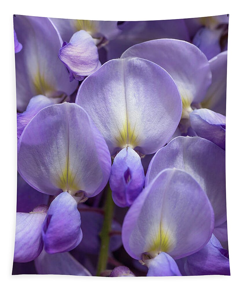 Wisteria Tapestry featuring the photograph Wisteria by Olivier Parent