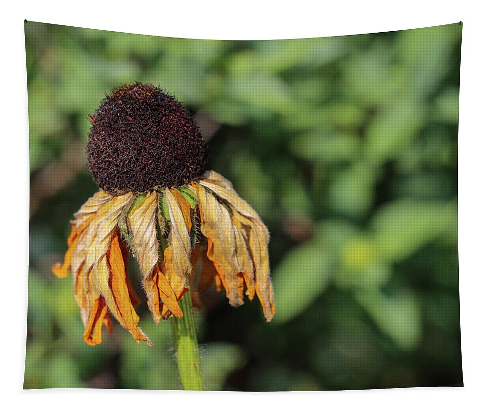 Photography Tapestry featuring the photograph Withered Petals by Mary Anne Delgado