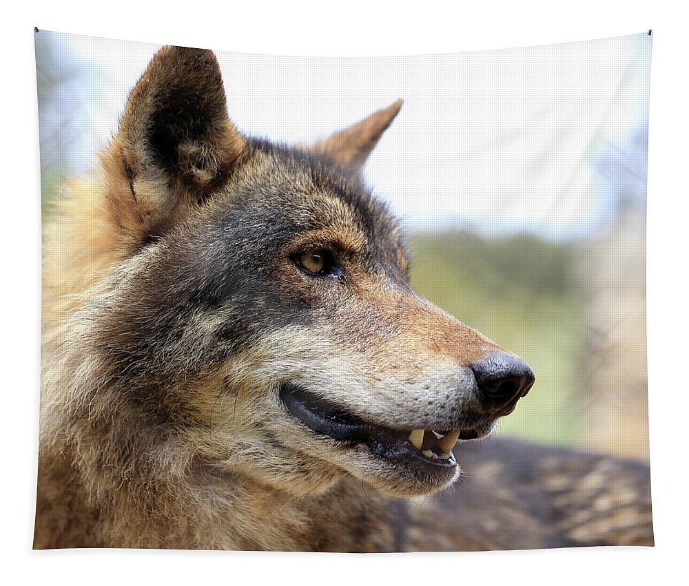 Wolf Tapestry featuring the photograph Wolf, portrait by Tony Mills