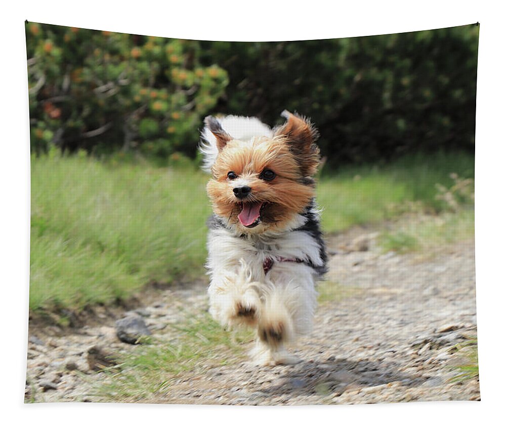 Biewer Yorkshire Terrier Tapestry featuring the photograph Biewer Terrier in run position with tongue out by Vaclav Sonnek