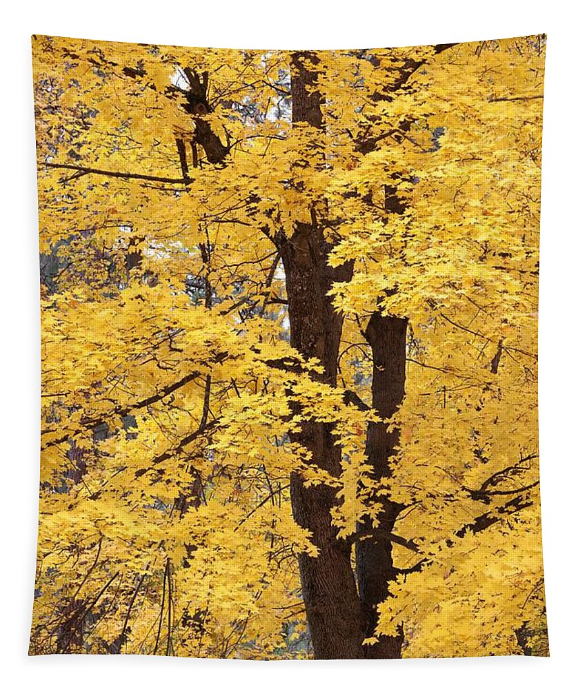 Carol Groenen Tapestry featuring the photograph Wonderful Yellow Maple by Carol Groenen