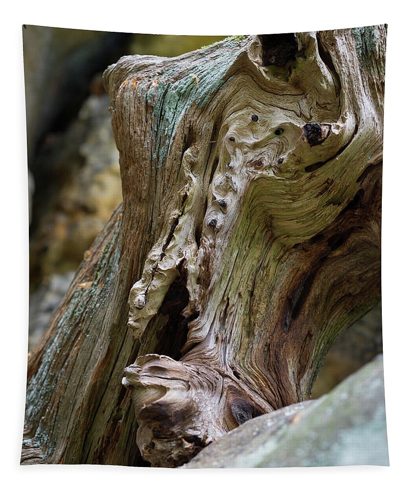 Wood Tapestry featuring the photograph Wood and sandstone unite 2 by Adriana Mueller