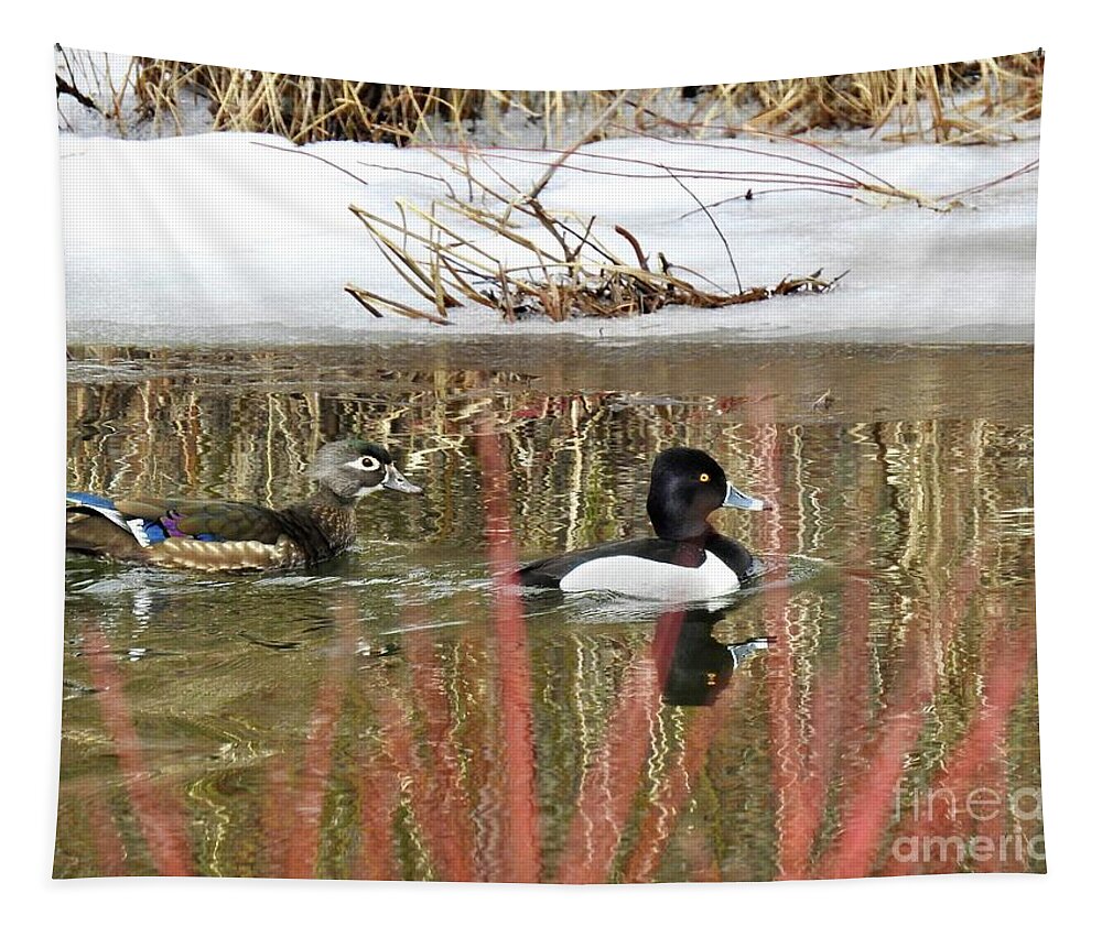 Ring Neck Duck Tapestry featuring the photograph Wood Duck and Ring Neck by Nicola Finch