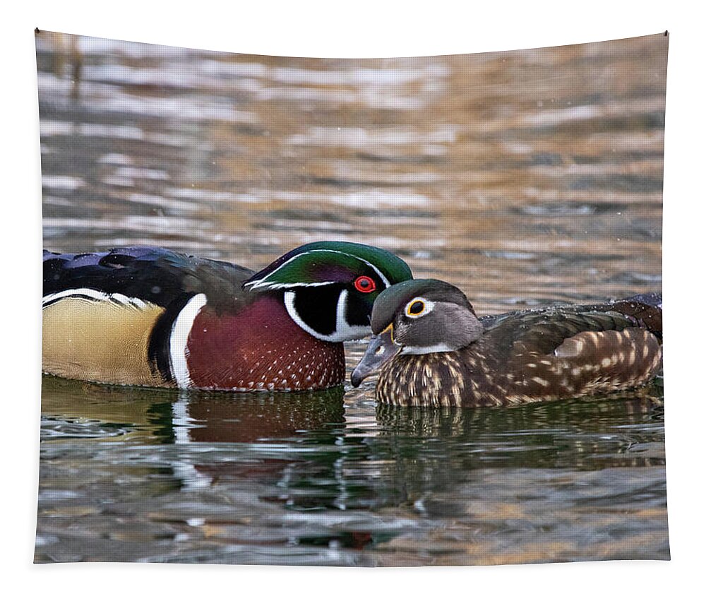 Wood Ducks Tapestry featuring the photograph Wood Duck Pair by Wesley Aston