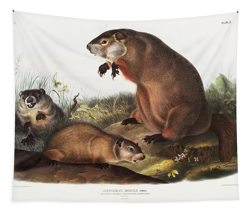 American Animals Tapestry featuring the mixed media Woodchuck. John Woodhouse Audubon Illustration by World Art Collective