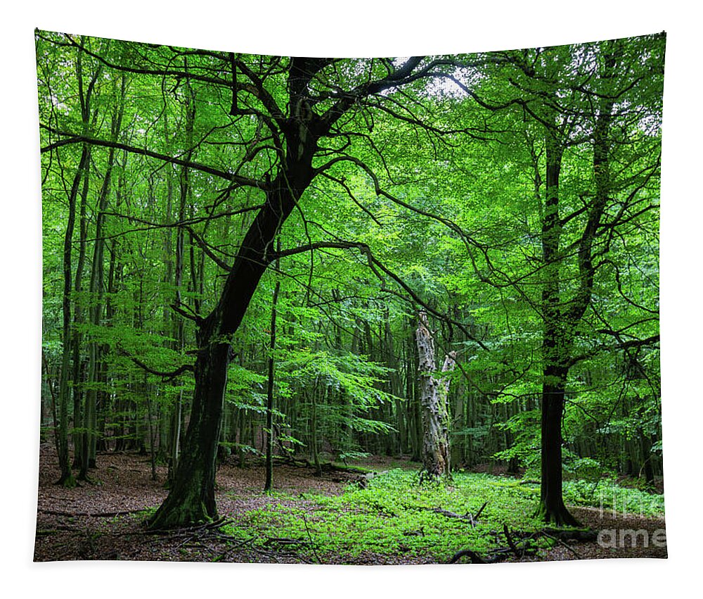 Beech Forest Tapestry featuring the photograph Woodland by Eva Lechner