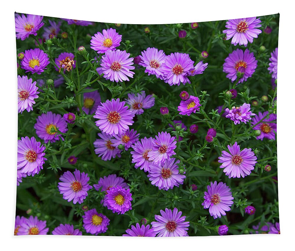 Flower Tapestry featuring the photograph Wood's Pink Aster by Loyd Towe Photography