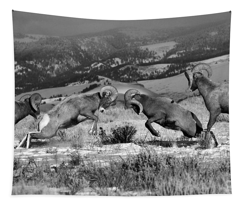 Bighorn Tapestry featuring the photograph Wyoming Bighorn Brawlers Panorama Black And White by Adam Jewell