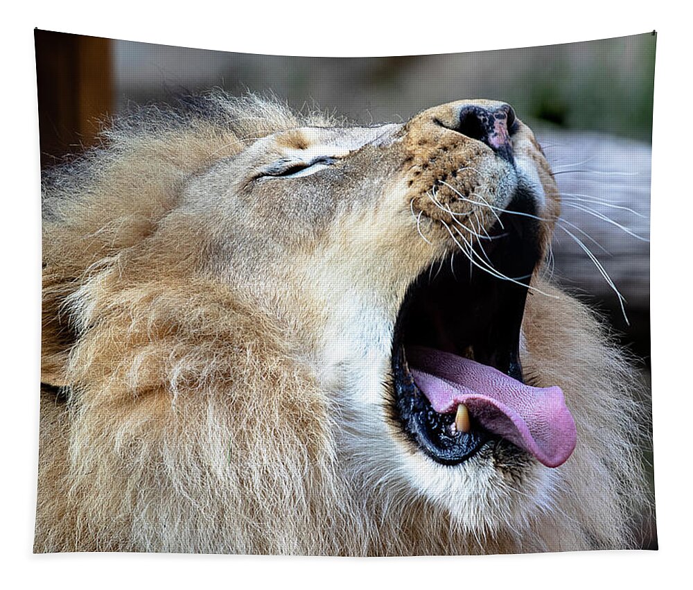 Lion Tapestry featuring the photograph Yawn by Gary Geddes