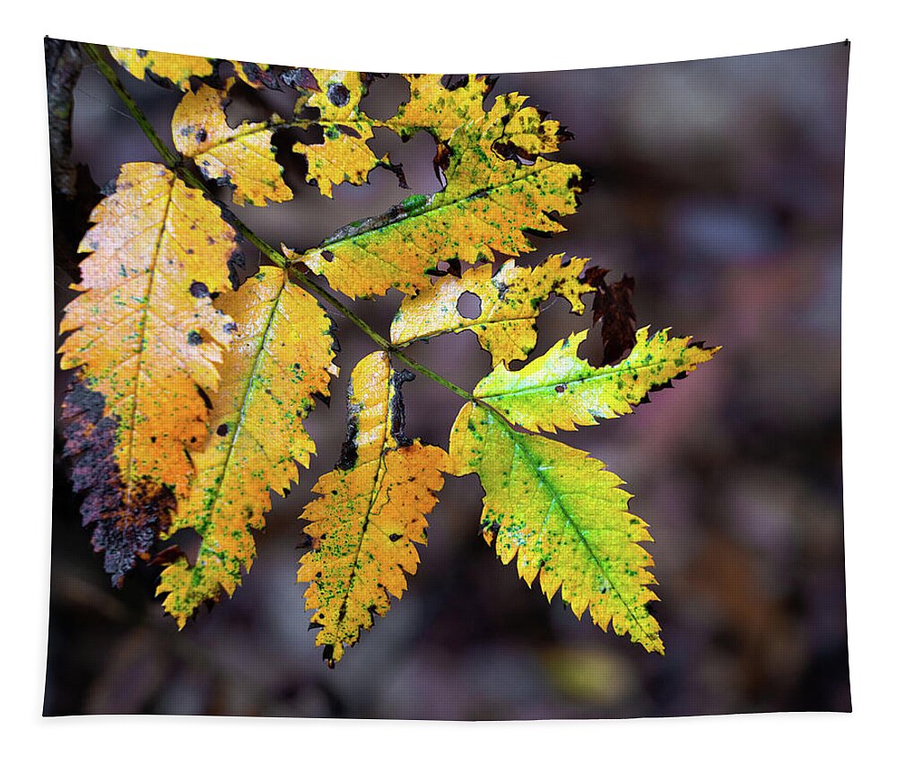 Yellow Tapestry featuring the photograph Yellow autumn leaf by Anges Van der Logt