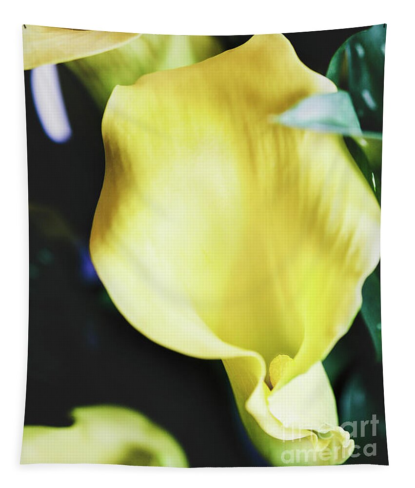 Calla Lily Tapestry featuring the photograph Yellow Calla Lilies by Stephanie Frey