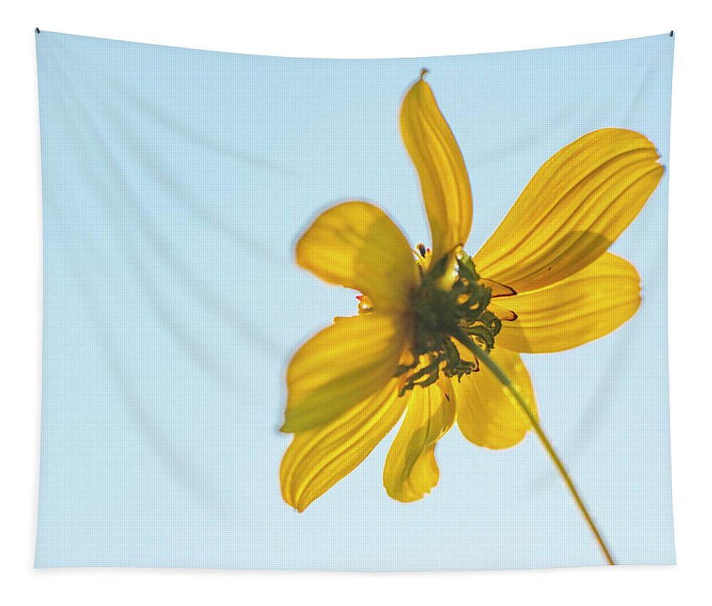 Daisy Tapestry featuring the photograph Yellow Daisy And Sky by Karen Rispin