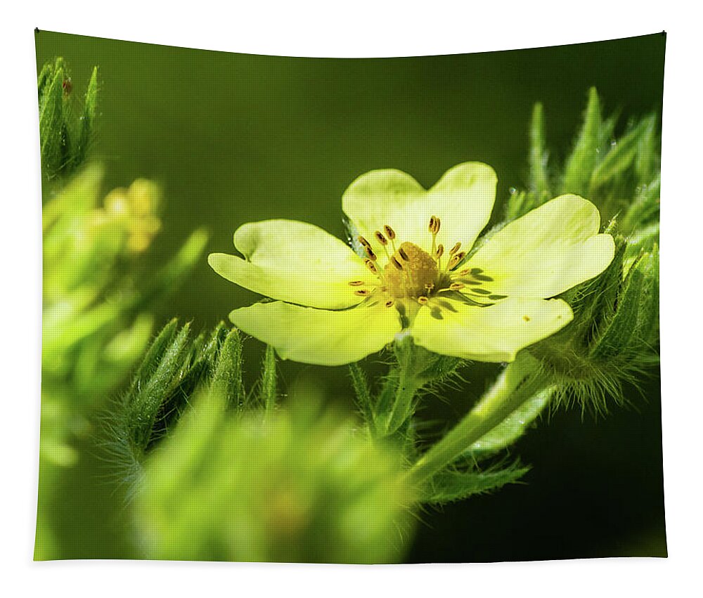 Ontario Tapestry featuring the photograph Yellow flower by SAURAVphoto Online Store