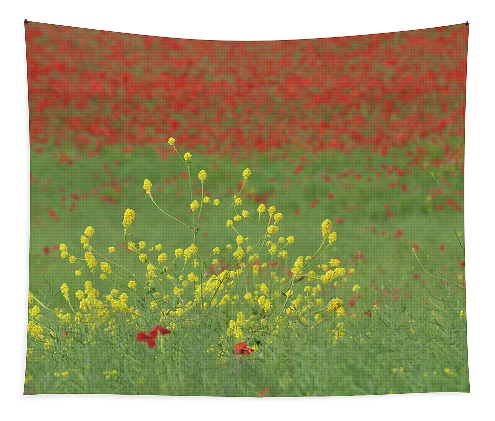 Field Tapestry featuring the photograph Yellow in a field of red by Average Images