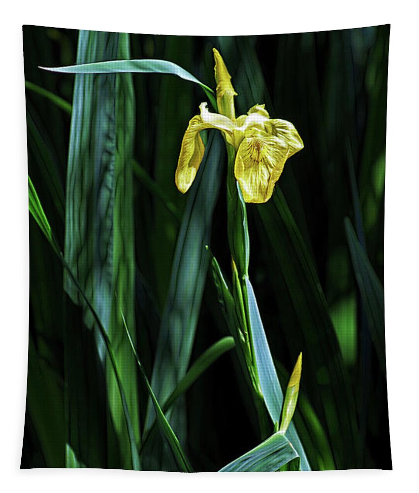 Flowers Tapestry featuring the photograph Yellow Iris by Cameron Wood