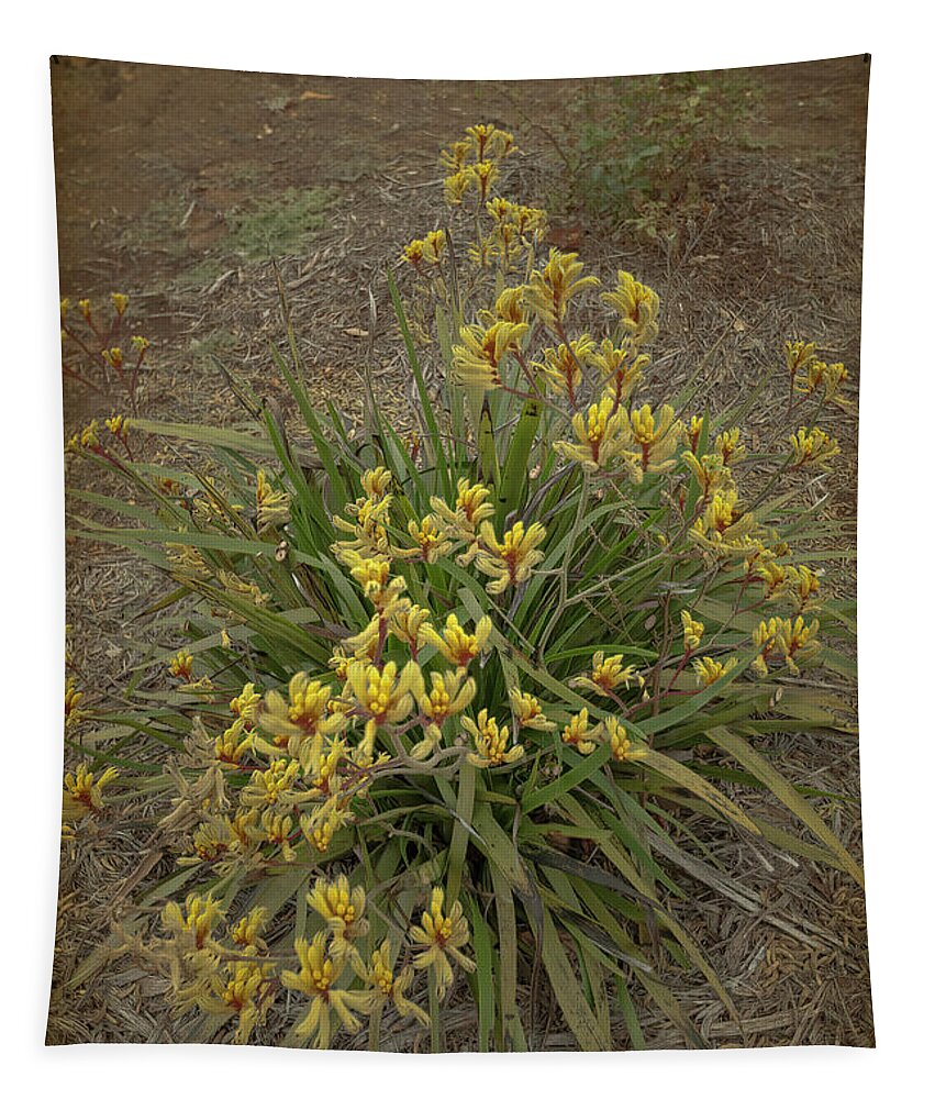 Australia Tapestry featuring the photograph Yellow Kangaroo Paws by Elaine Teague