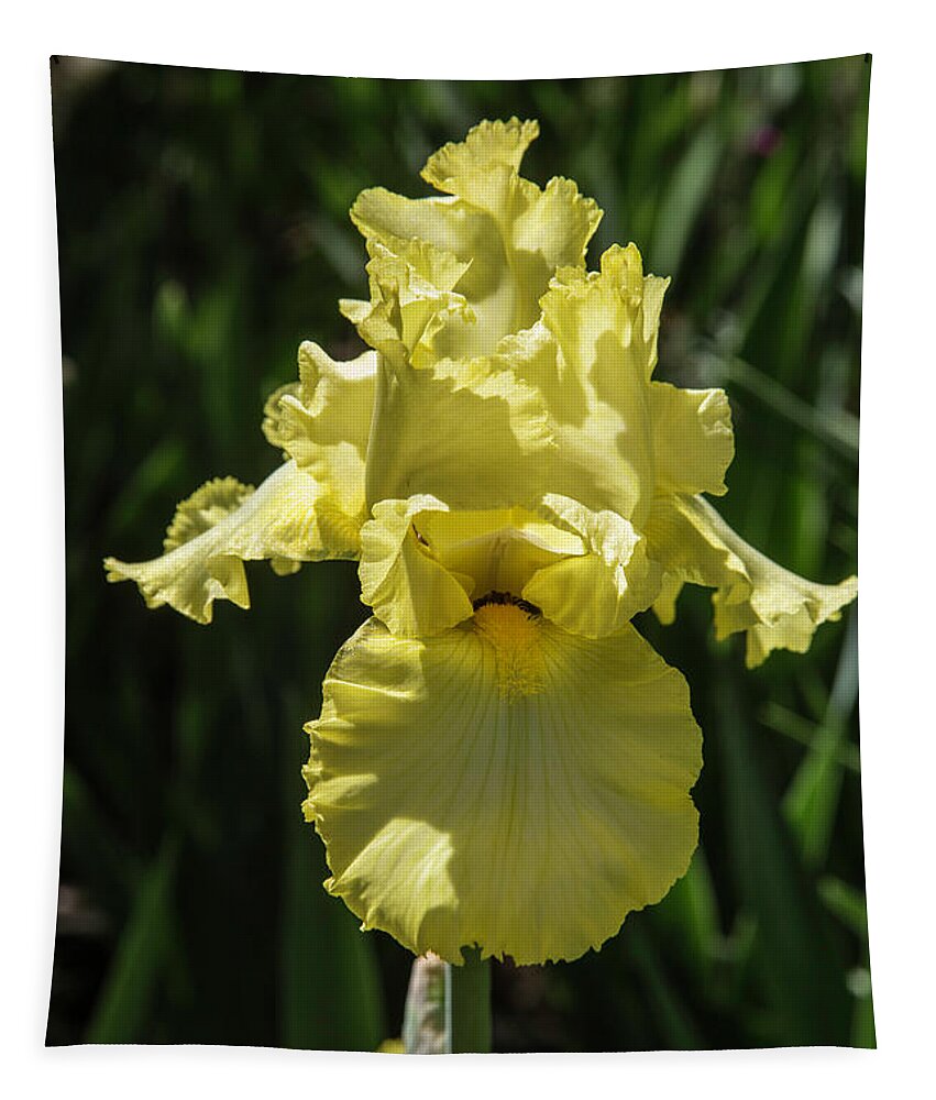 Arboretum; Flowers; Yellow; Green; Plants; Iris; Tapestry featuring the photograph Yellow on Yellow by Kathy McClure