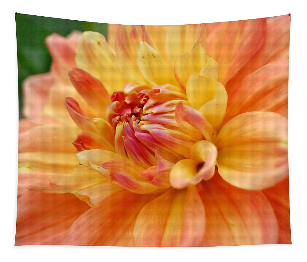Dahlia Tapestry featuring the photograph Yellow Orange Dahlia 1 by Amy Fose