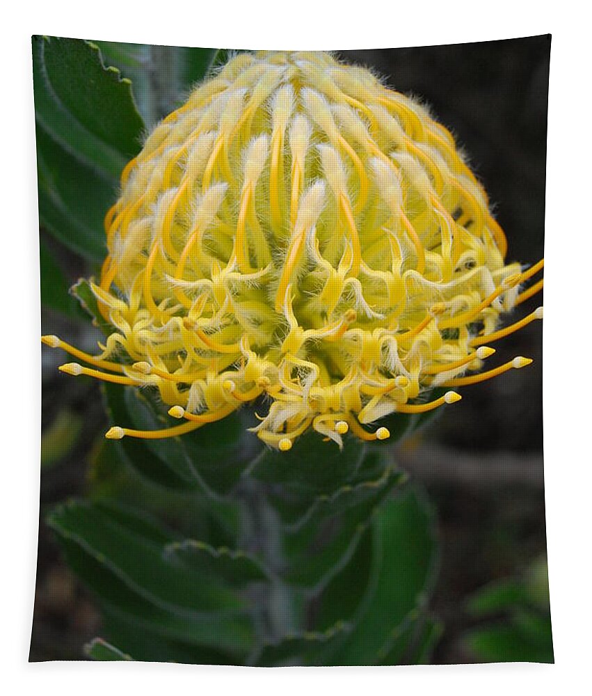 Kula Botanical Gardens Tapestry featuring the photograph Yellow Pincushion Protea 2 by Amy Fose