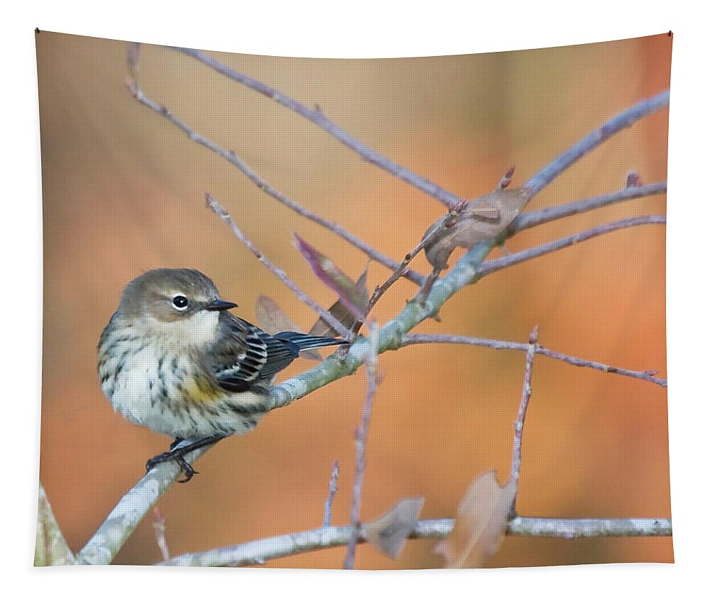 Warbler Tapestry featuring the photograph Yellow Rumped Warbler in the Croatan National Forest by Bob Decker