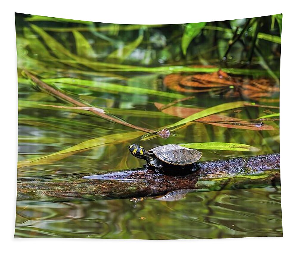 Amazon Tapestry featuring the photograph Yellow-spotted Amazon River Turtle by Henri Leduc