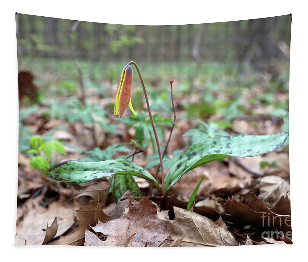 Yellow Trout Lily Tapestry featuring the photograph Yellow Trout Lily-Erythronium americanum 0003 by Jack Schultz