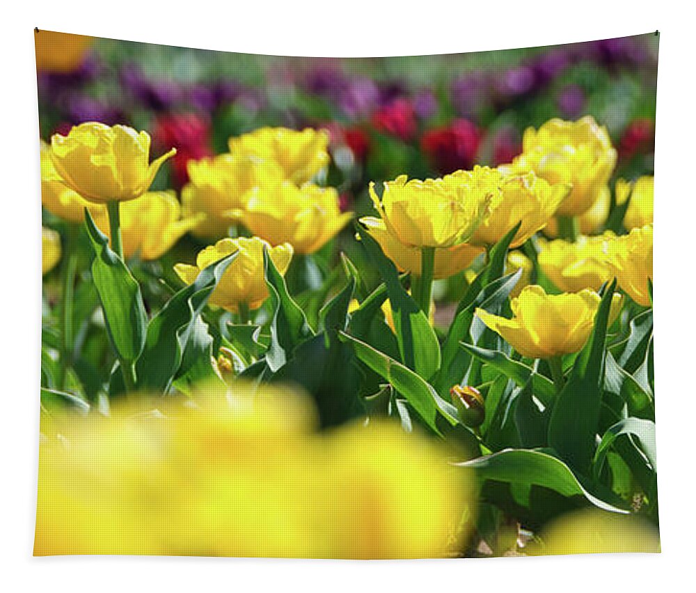 Tulip Tapestry featuring the photograph Yellow Tulips by Andrea Anderegg