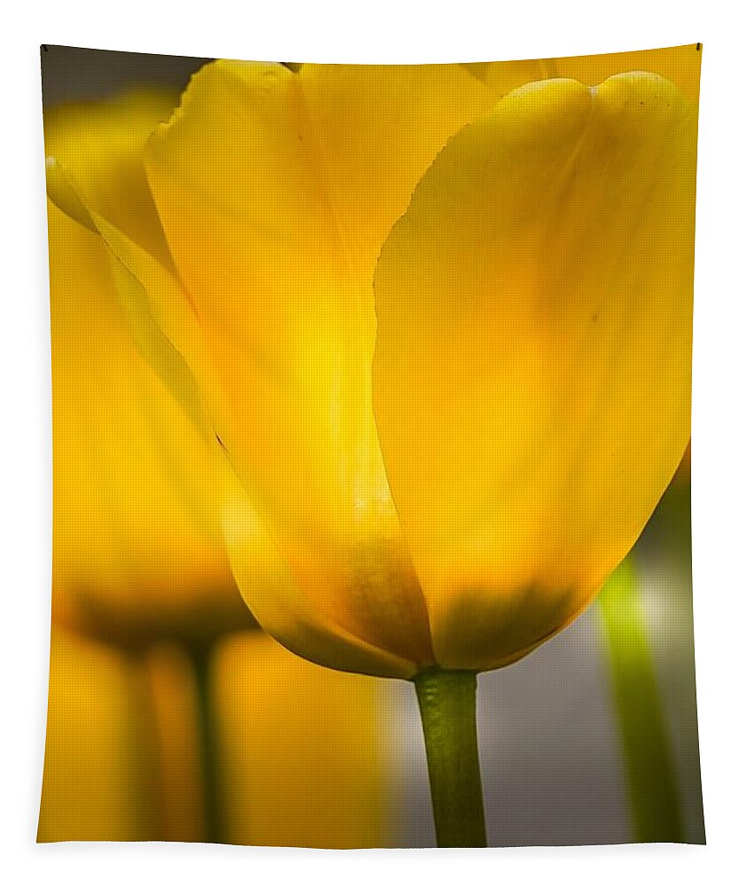 Tulips Tapestry featuring the photograph Yellow Tulips by Susan Rydberg