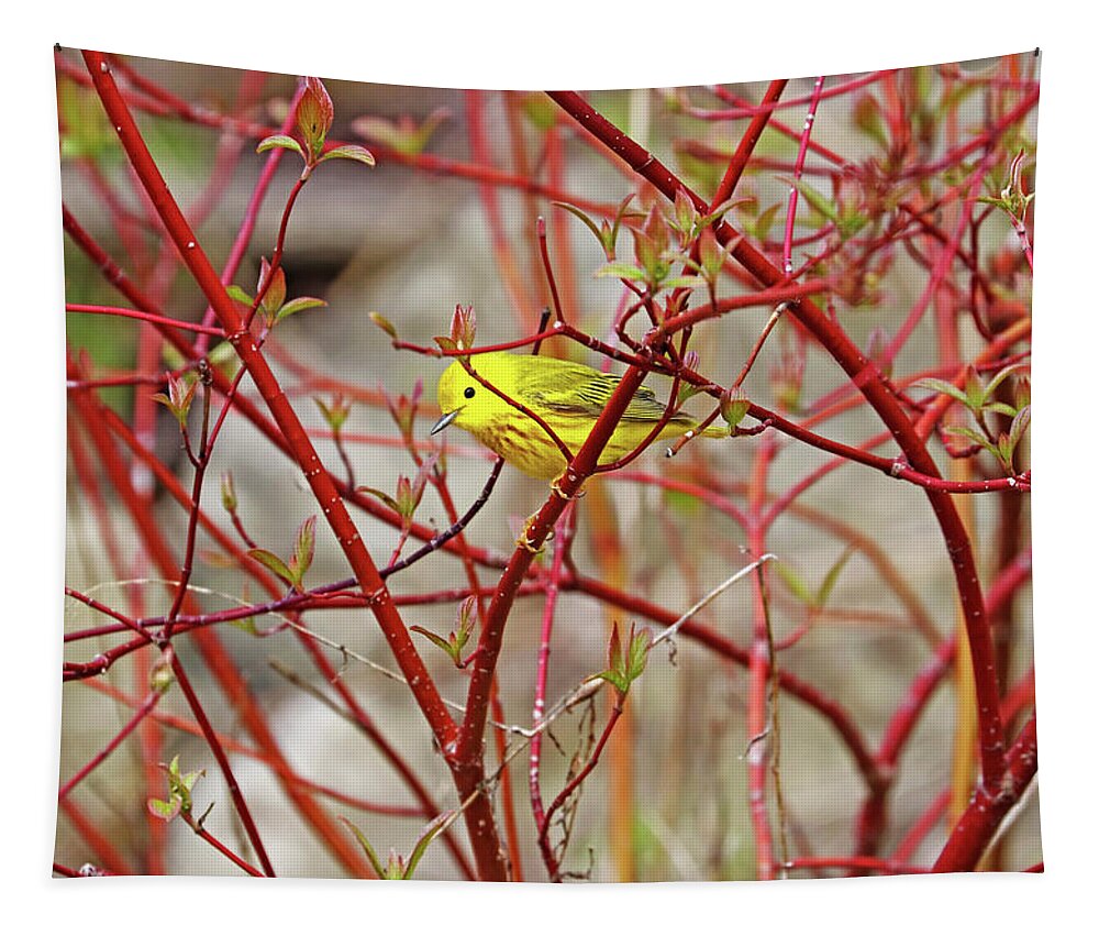 Yellow Warbler Tapestry featuring the photograph Yellow Warbler In Red Dogwood by Debbie Oppermann