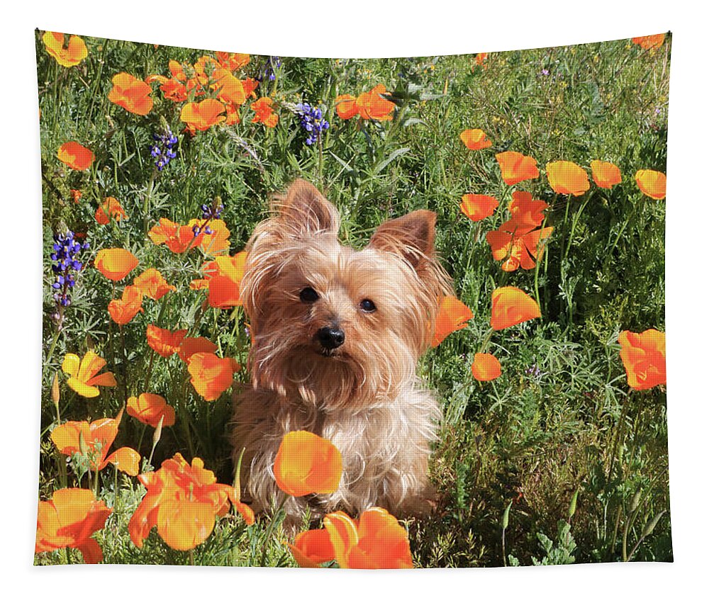 Arizona Tapestry featuring the photograph Yorkshire Terrier with Orange Poppies and Lupine 4 by Dawn Richards