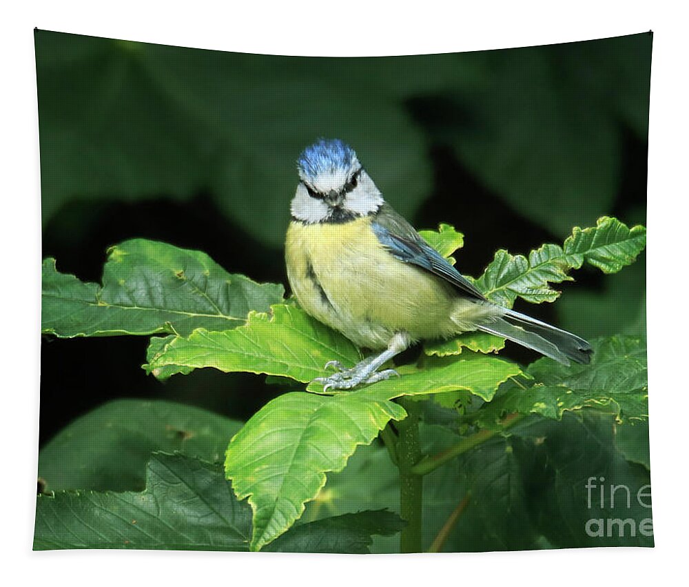 Blue Tit Tapestry featuring the photograph You Lookin' At Me? by Terri Waters