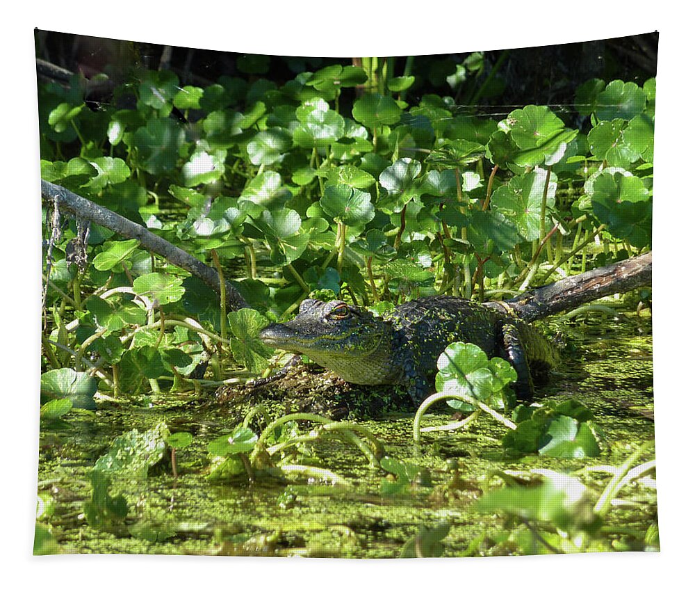 Alligator Tapestry featuring the photograph Young Alligator by Karen Rispin