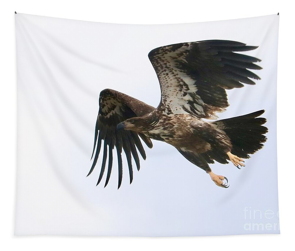 Bald Eagle Tapestry featuring the photograph Young Bald Eagle Takes Flight by Carol Groenen