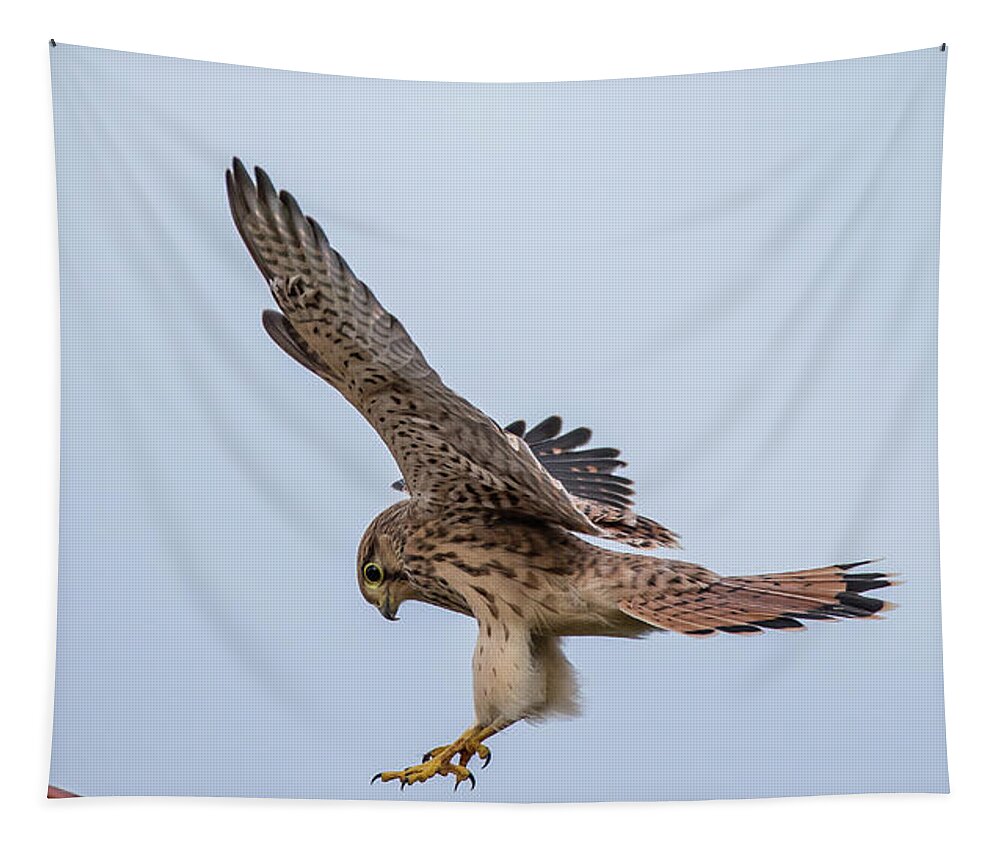 Kestrel Tapestry featuring the photograph Young European Kestrel Landing by Torbjorn Swenelius