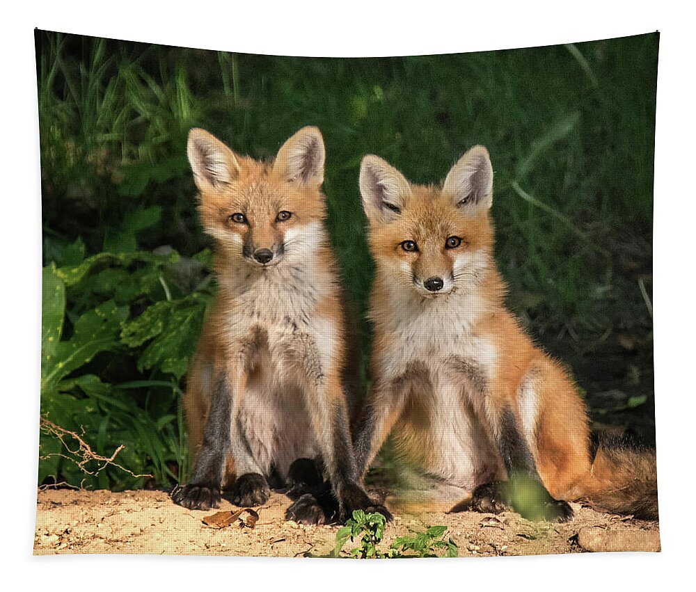 Fox Tapestry featuring the photograph Young Fox in the Wild by Edward Shotwell