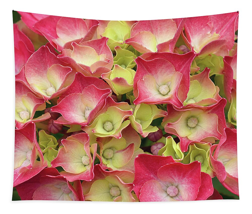 Hydrangea Tapestry featuring the photograph Young French Hydrangea by Maria Meester