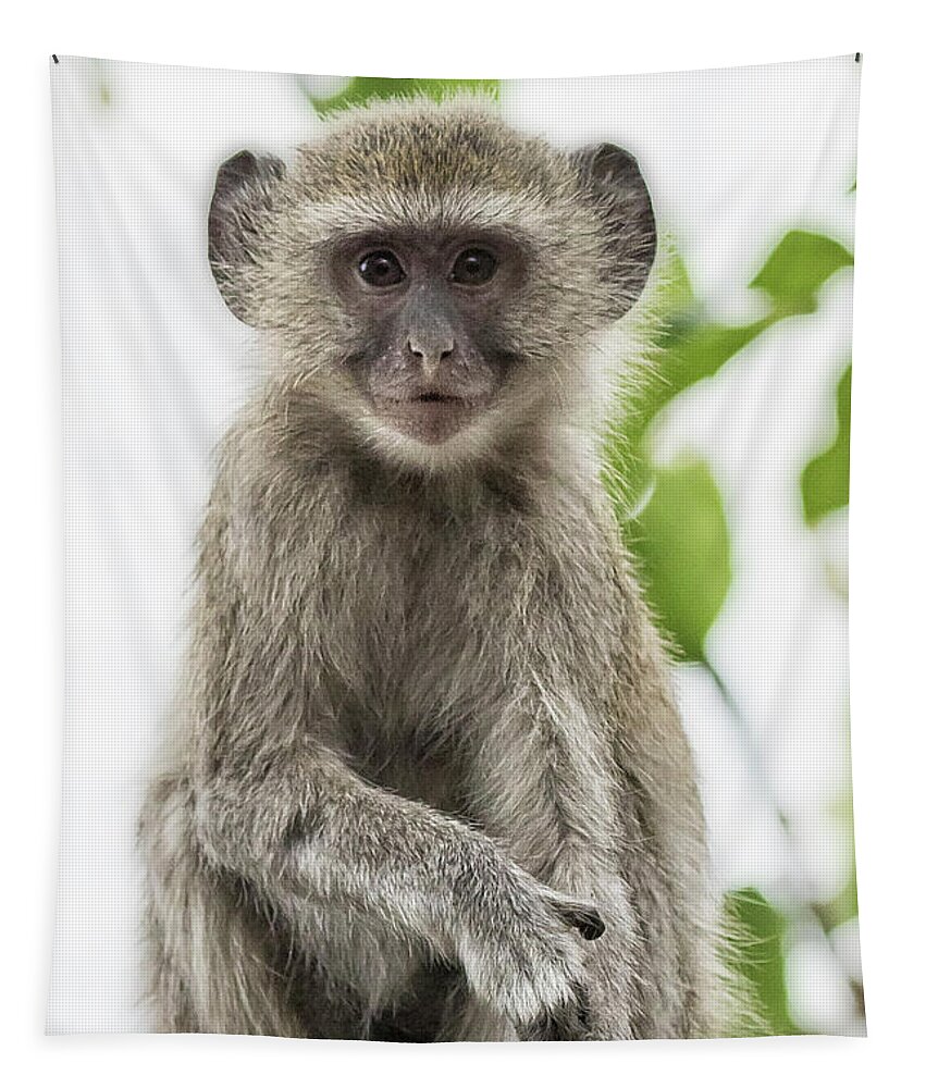 Vervet Monkey Tapestry featuring the photograph Young Vervet Monkey Pausing to Look At Me, No. 2 by Belinda Greb