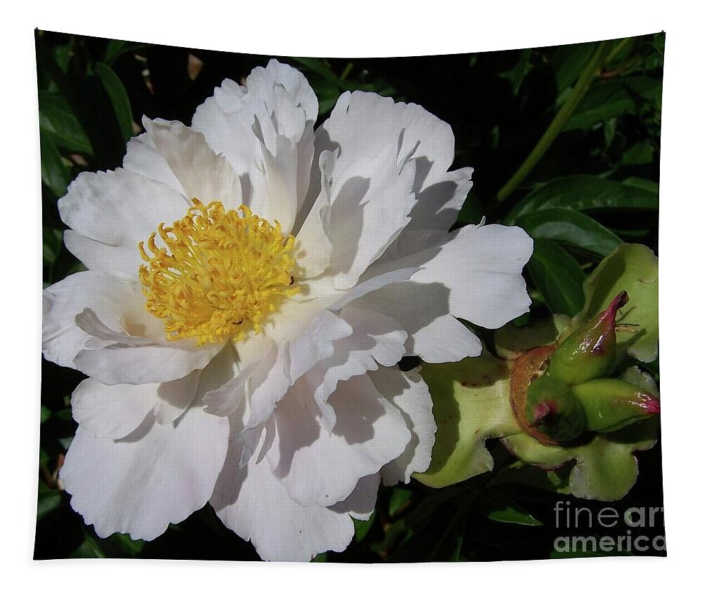 Peonies Tapestry featuring the photograph Youth and Old Age Krinkled White by Stephanie Weber