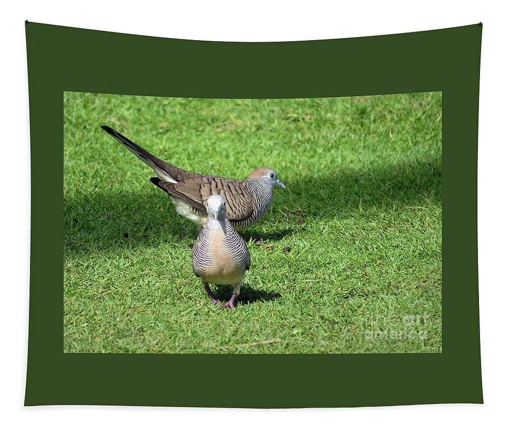 Dove Tapestry featuring the photograph Zebra Doves Hawaii by Cindy Murphy