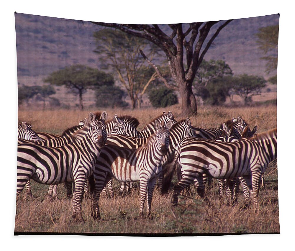 Africa Tapestry featuring the photograph Zebra Herd by Russ Considine