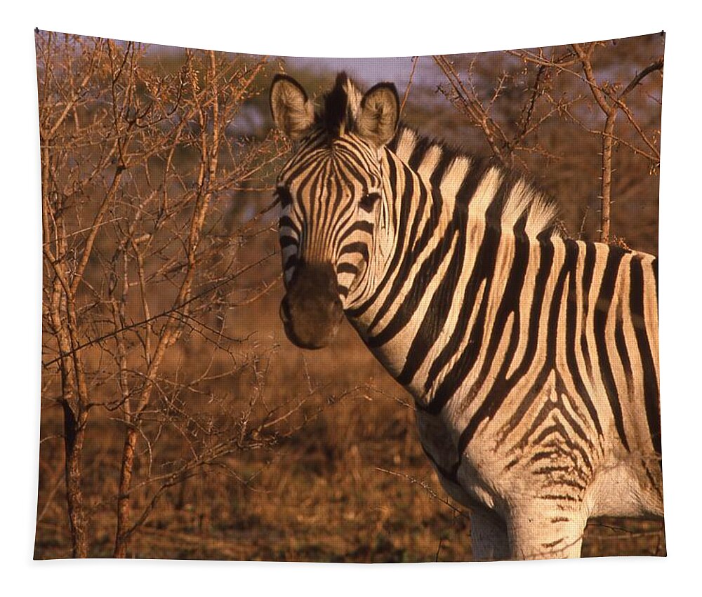 Africa Tapestry featuring the photograph Zebra Portrait at Sunset by Russ Considine