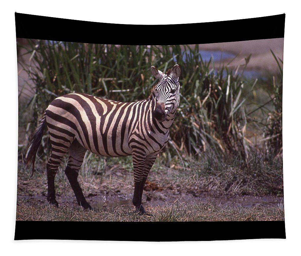 Africa Tapestry featuring the photograph Zebra Posing by Russel Considine
