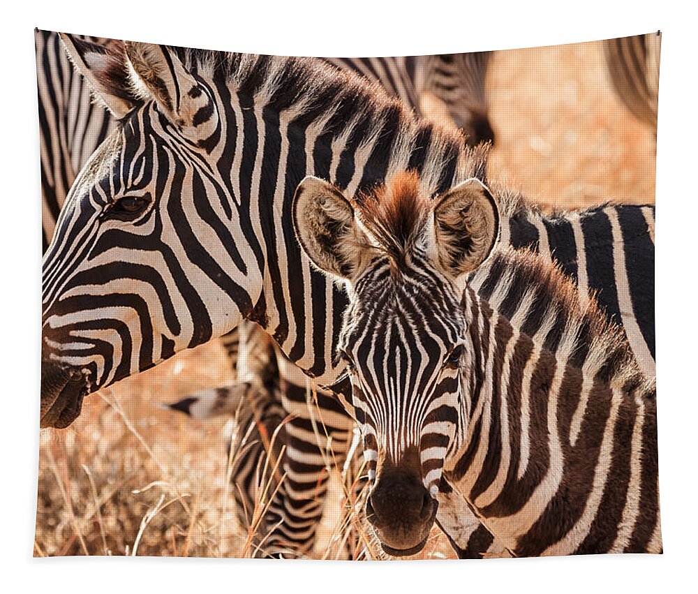 3scape Tapestry featuring the photograph Zebras by Adam Romanowicz