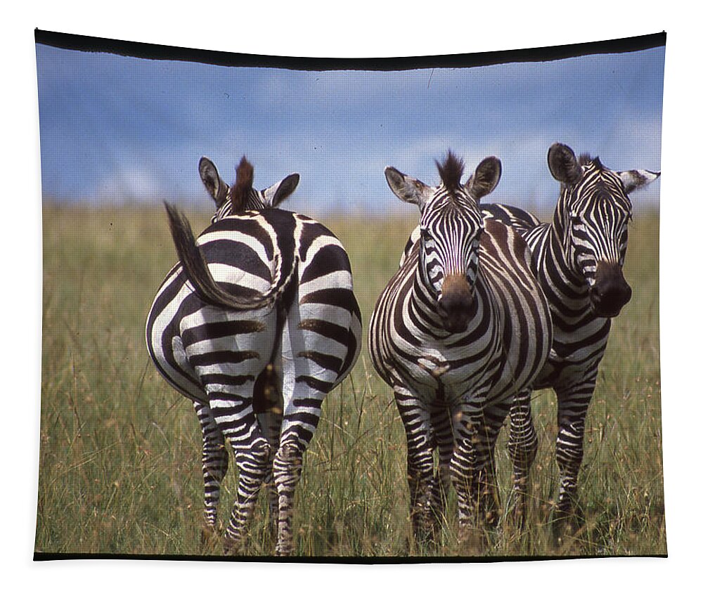 Africa Tapestry featuring the photograph Zebras Coming and Going by Russel Considine