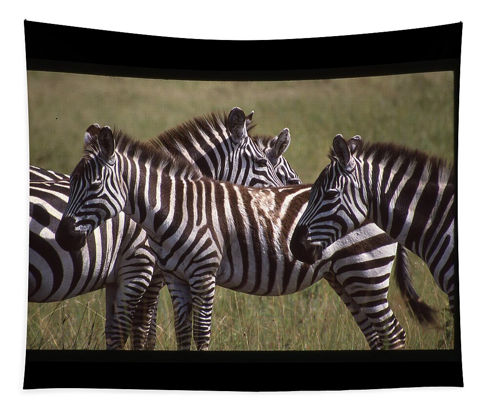Africa Tapestry featuring the photograph Zebras Look Alike by Russ Considine