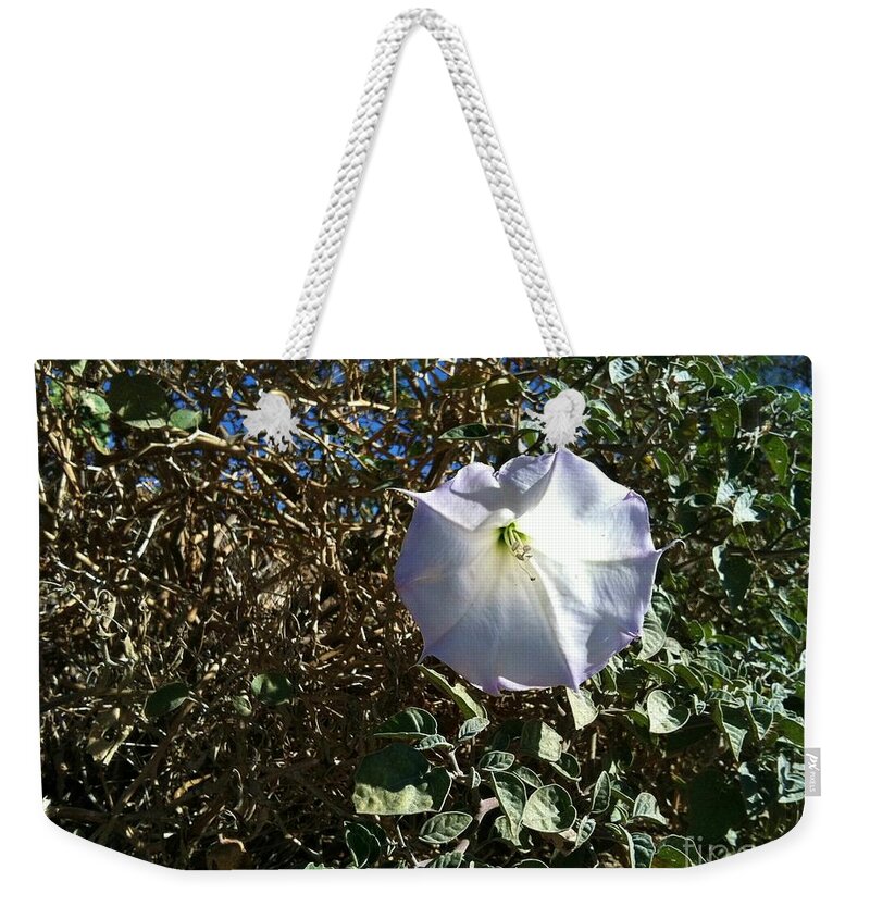 Potato Solanaceae Weekender Tote Bag featuring the photograph Sacred Datura by Angela J Wright
