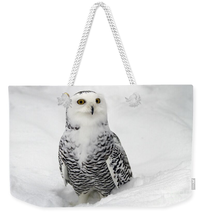Snowy Owl Weekender Tote Bag featuring the photograph Snowy Owl Bubo scandiacus by Lilach Weiss