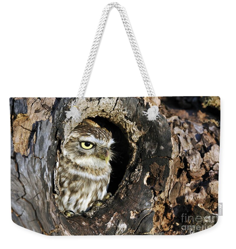 Little Owl Weekender Tote Bag featuring the photograph 090811p322 by Arterra Picture Library