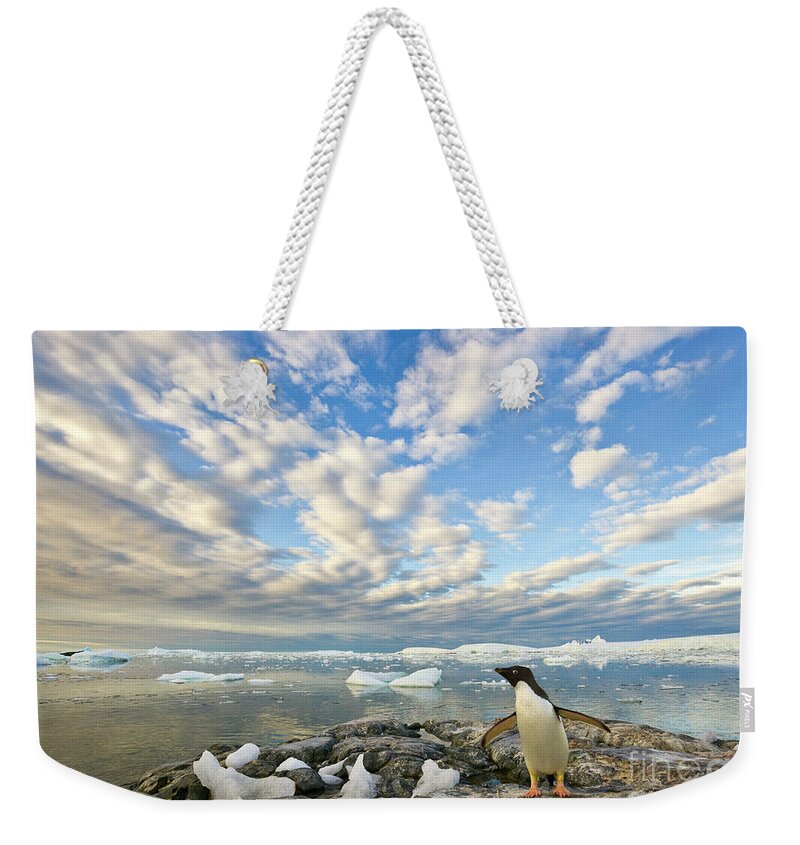 00345612 Weekender Tote Bag featuring the photograph Adelie Penguin Flapping Wings by Yva Momatiuk John Eastcott